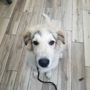 Great Pyrenees and Mixed Breed Dogs Available for Adoption in Henderson, Kentucky - Brittany | PetCurious