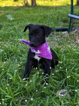 Tiana - A Sweet Princess -  Black Labrador Retriever Dog Available for Adoption in Carolina, Carolina - Tiana - A Sweet Princess | PetCurious