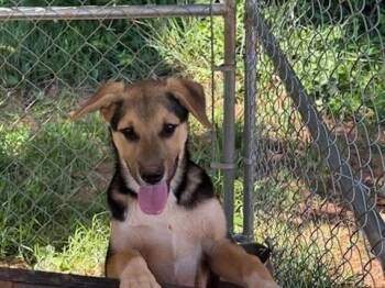 Dazzle -  German Shepherd Dog and Hound Dog for Adoption in Silver Spring, Maryland - Dazzle | PetCurious