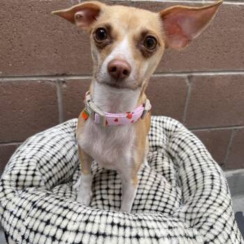 Strawberry shortcake -  Chihuahua Dog for Adoption in Las Vegas, Nevada - Strawberry Shortcake | PetCurious