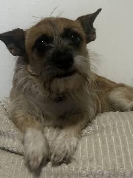 Minnie -  Rat Terrier and Chihuahua Dog for Adoption in Baker, Louisiana - Minnie | PetCurious