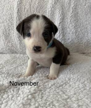 November -  Labrador Retriever and Pit Bull Terrier Dog for Adoption in Carmel Hamlet, New York - November | PetCurious
