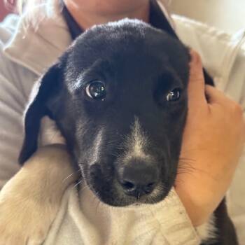 Rescue Black Labrador Retriever and Mixed Breed Dogs for Adoption in Melbourne, Kentucky - Denver | PetCurious