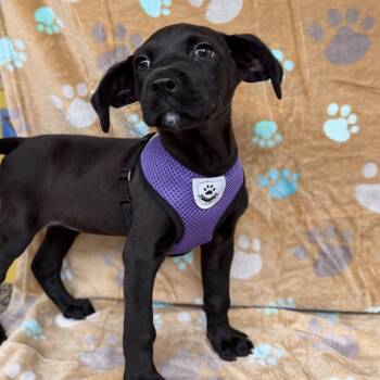 Chihuahua Dogs Available for Adoption in Boca Raton, Florida - Skye 6141 | PetCurious