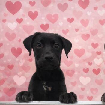 Nebula -  Mastiff and Retriever Dog for Adoption in Quakertown, Pennsylvania - Nebula | PetCurious