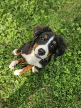 Rescue Bernese Mountain Dog Dogs for Adoption in Wake Forest, North Carolina - Merritt | PetCurious