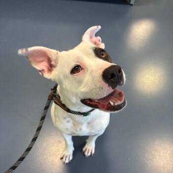 Bitz -  Pit Bull Terrier Dog for Adoption in Greensboro, North Carolina - Bitz | PetCurious