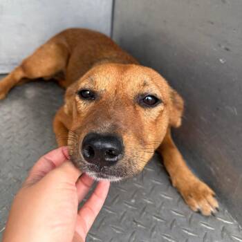 Ribs (ON) -  Mixed Breed Dog for Adoption in Chattanooga, Tennessee - Ribs (ON) | PetCurious