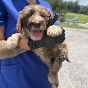Molly -  Poodle and Sheep Dog Dog for Adoption in Jefferson City, Tennessee - Molly | PetCurious