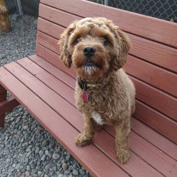 Rescue Mixed Breed Dogs for Adoption in Washougal, Washington - Beauregard | PetCurious