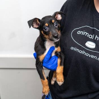 Zoey -  Mixed Breed Dog for Adoption in New York, New York - Zoey | PetCurious