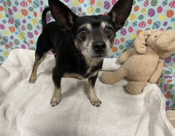 Chihuahua and Mixed Breed Dogs Available for Adoption - LEE | PetCurious