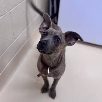 Road -  Mixed Breed Dog for Adoption in Winston-salem, North Carolina - Road | PetCurious