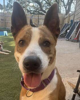 Rescue Catahoula Leopard Dog Dogs for Adoption in Longview, Texas - Melinda | PetCurious