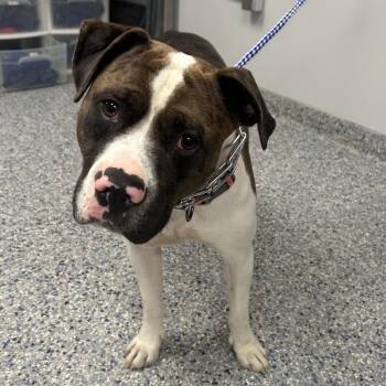 Forest -  Mixed Breed Dog for Adoption in Greenville, South Carolina - Forest | PetCurious