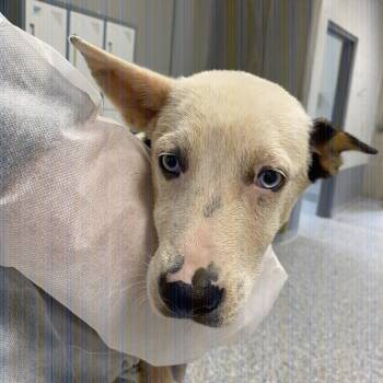 Maizie -  Mixed Breed Dog for Adoption in Greenville, South Carolina - Maizie | PetCurious