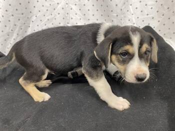 Australian Shepherd and Mixed Breed Dogs Available for Adoption in Modesto, California - GONZO | PetCurious