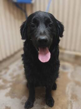 Joel -  Flat Coated Retriever and Mixed Breed Dog for Adoption in Severance, Colorado - Joel | PetCurious