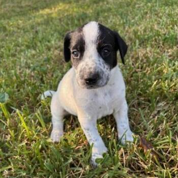 Rescue Australian Cattle Dog Blue Heeler and Terrier Dogs for Adoption in Liverpool, Texas - Jackie | PetCurious