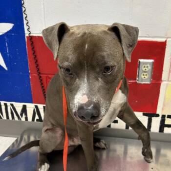 Pit Bull Terrier Dogs Available for Adoption in Lufkin, Texas - Gruff | PetCurious
