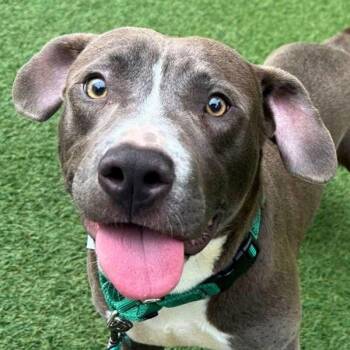 American Staffordshire Terrier Dogs Available for Adoption - Monster Truck | PetCurious