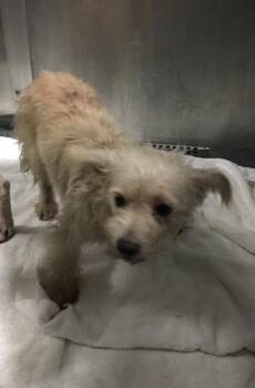 JACKS -  West Highland White Terrier Westie and Mixed Breed Dog for Adoption in Dallas, Texas - JACKS | PetCurious