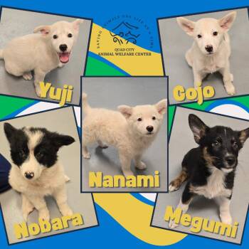 Nanami -  Great Pyrenees and Border Collie Dog for Adoption in Milan, Illinois - Nanami | PetCurious