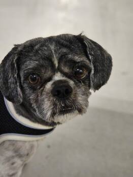 Pekingese Dogs Available for Adoption in Gretna, Florida - Spotty | PetCurious