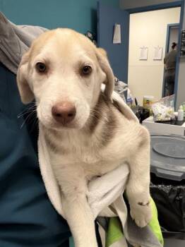 Mixed Breed Dogs Available for Adoption - Hendrix | PetCurious