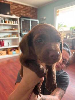 Ziti -  Labrador Retriever and Boykin Spaniel Dog for Adoption in Statesboro, Georgia - Ziti | PetCurious