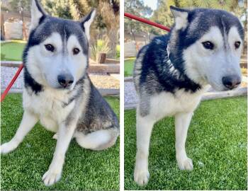 Rescue Siberian Husky and Husky Dogs for Adoption in Manhattan Beach, California - Ranger | PetCurious