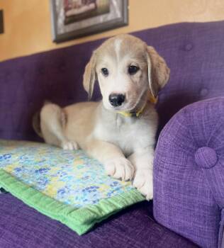 Sunny Lonestar -  Great Pyrenees Dog for Adoption in Rockaway, New Jersey - Sunny Lonestar | PetCurious