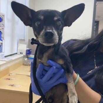 Peanut -  Chihuahua Dog for Adoption in Pasadena, California - Peanut | PetCurious