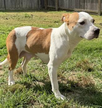 Delilah -  Pit Bull Terrier Dog for Adoption in Horn Lake, Mississippi - Delilah | PetCurious