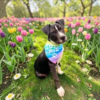 Howie -  American Staffordshire Terrier Dog for Adoption in Fort Worth, Texas - Howie | PetCurious