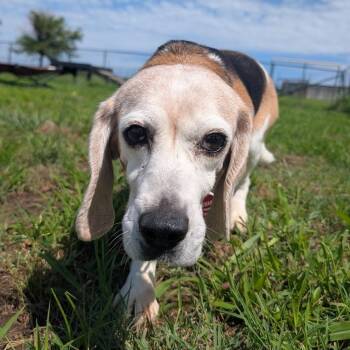 Crystal -  Beagle Dog for Adoption in Nowata, Oklahoma - Crystal | PetCurious