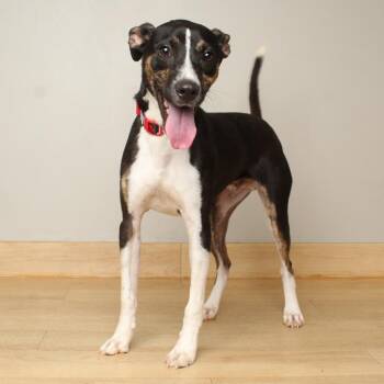 Oreo D70422 -  Jack Russell Terrier and Terrier Dog for Adoption in Minnetonka, Minnesota - Oreo D70422 | PetCurious