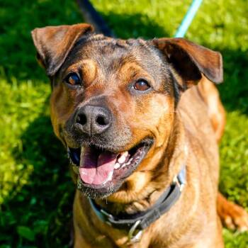 Abby -  Pit Bull Terrier and Mixed Breed Dog for Adoption - Abby | PetCurious