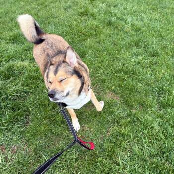 Husky Dogs Available for Adoption in Dover, New Hampshire - Rhea | PetCurious