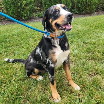 Meera -  Bernese Mountain Dog Dog for Adoption in Fort Wayne, Indiana - Meera | PetCurious