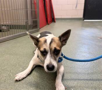 SALMA -  Mixed Breed Dog for Adoption in Santa Fe, New Mexico - SALMA | PetCurious