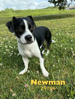 Jack Russell Terrier and Boston Terrier Dogs Available for Adoption in Oak Ridge, Tennessee - Newman | PetCurious
