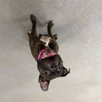 Nora -  Boxer Dog for Adoption in Cranston, Rhode Island - Nora | PetCurious