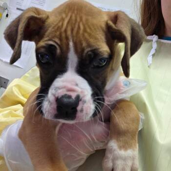 Mixed Breed Dogs Available for Adoption - Dandelion Dust | PetCurious