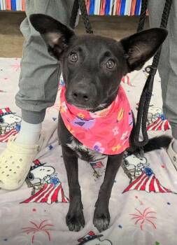 Couture -  Australian Cattle Dog Blue Heeler Dog for Adoption in Lakewood Ranch, Florida - Couture | PetCurious
