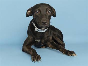 DOLLY -  Pit Bull Terrier and Mixed Breed Dog for Adoption in Phoenix, Arizona - DOLLY | PetCurious