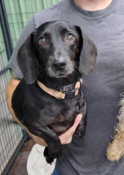 Slinky -  Dachshund Dog for Adoption in Lisbon, Ohio - Slinky | PetCurious