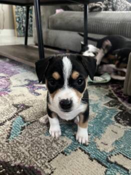 Snooki -  Chihuahua Dog for Adoption in St. Petersburg, Florida - Snooki | PetCurious