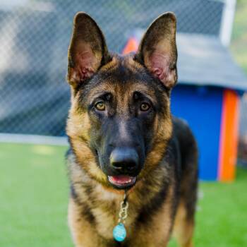 Matcha -  German Shepherd Dog Dog for Adoption in Warwick, Rhode Island - Matcha | PetCurious