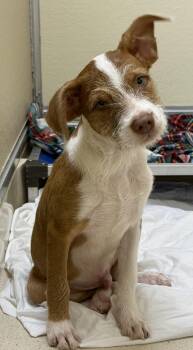 Yashi -  Terrier Dog for Adoption in Pawleys Island, South Carolina - Yashi | PetCurious